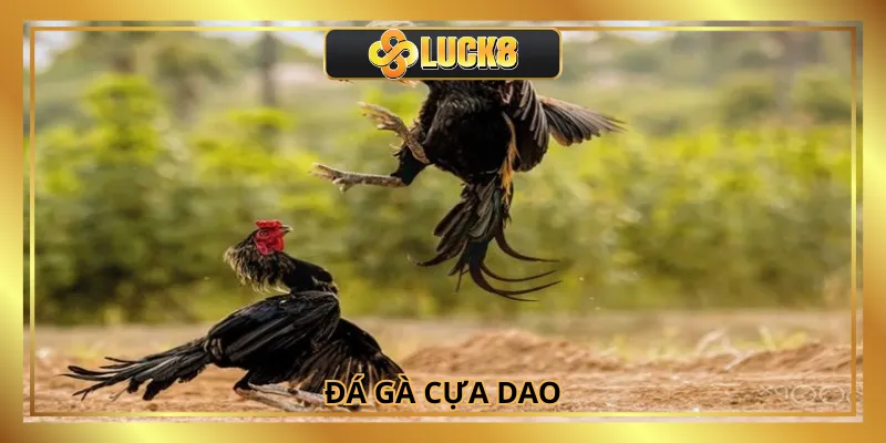 Đá Gà Cựa Dao Luck8: Hình Thức Cá Cược Hấp Dẫn Nhất 2025
